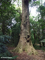 Old Puriri tree trunk - Pukekura Park, New Plymouth, New Zealand