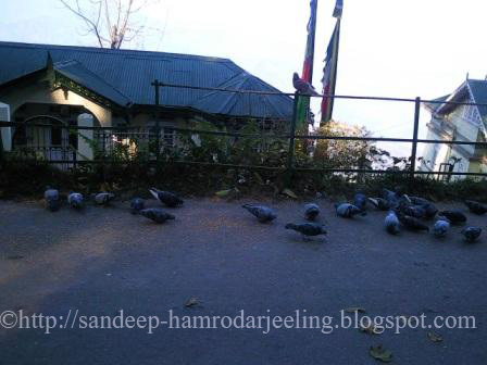Birds Darjeeling