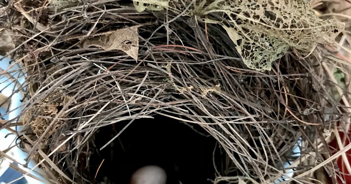 Lessons from My Cup of Nest