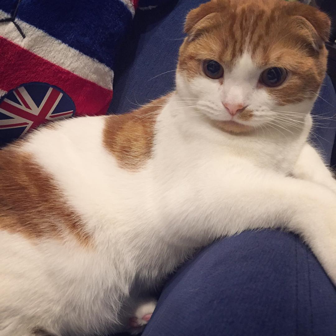 강지영네 고양이 인스타계정 팔로한 구하라 | 인스티즈