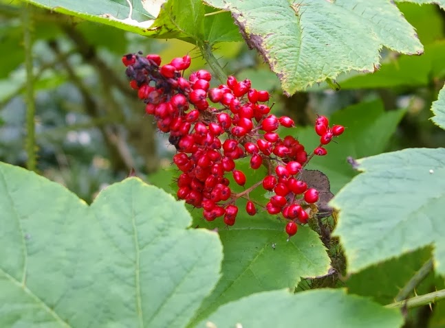 Southern Living Plant Collection 2 5 Qt Mojo Pittosporum 4791q