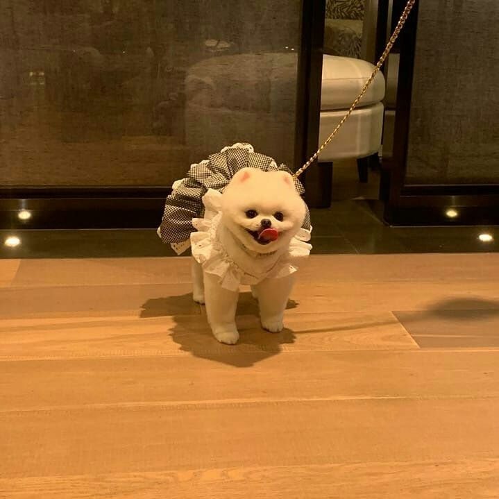 강아지가 너무 귀여워서 계속 보게되는 드라마.jpgif | 인스티즈