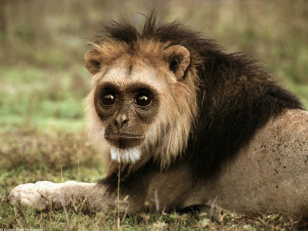 Collections: "Hybrid Animals: Part_1"