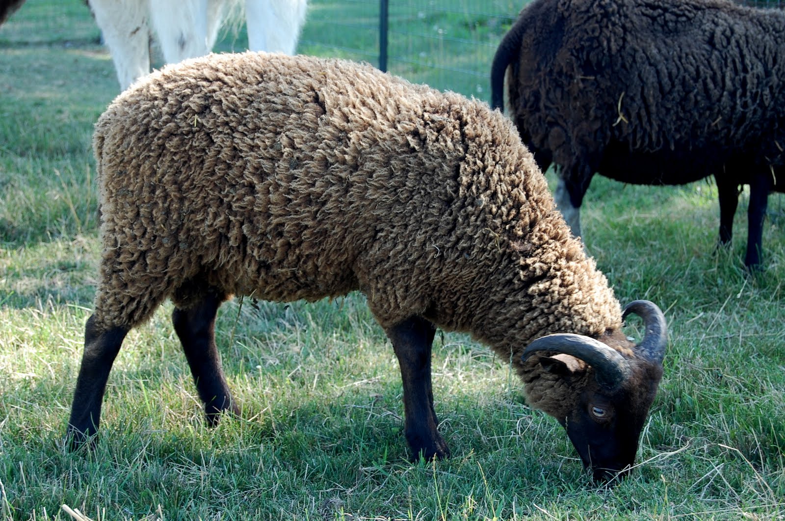 Crosswinds Farm Now that's a sheep of a different color!