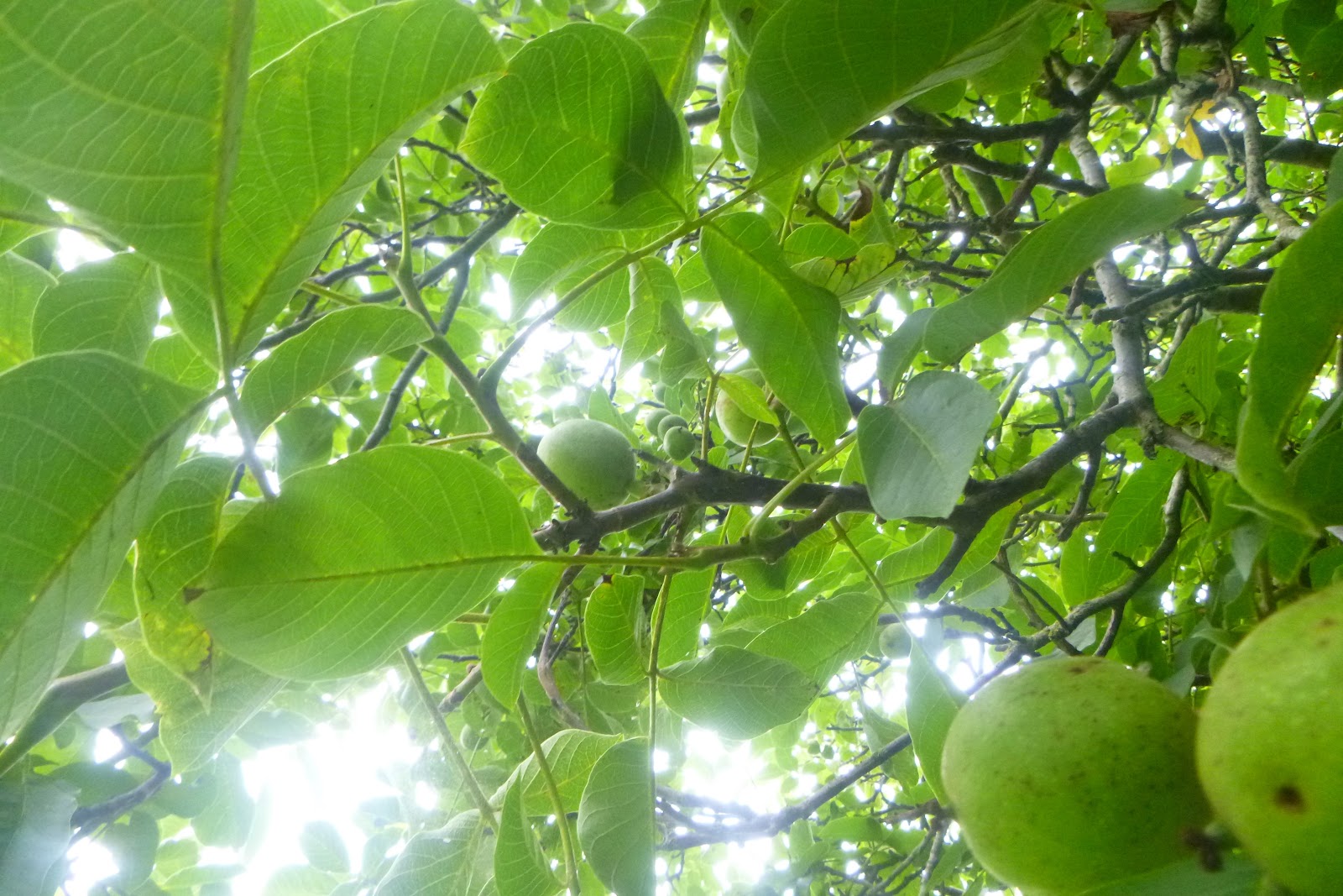 The Urbane Forager Walnuts & Wooden Rain