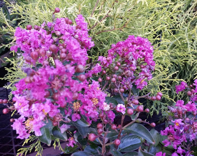 Real World Gardener New Dwarf Crepe Myrtle Is Plant Of The Week