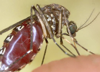 Mosquitoes carrying deadly diseases could invade 75% of America, warns US government 