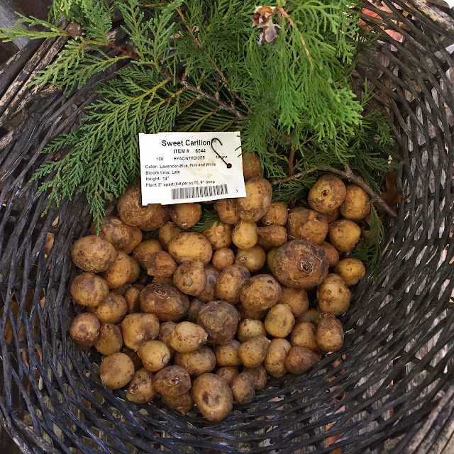 100 Sweet Carillon bulbs sit in a basket waiting to be planted.