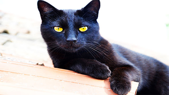 bombay cat, bombay cat price, bombay kitten