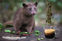 اغلى قهوة Coffee في العالم تصنع من مخلفات حيوان