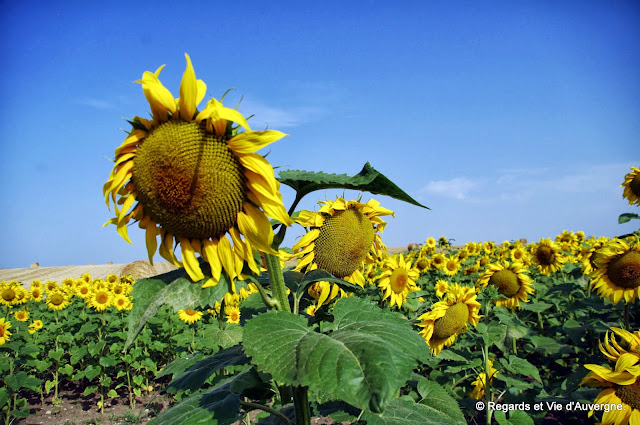 Tournesol