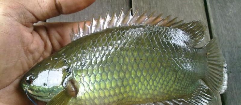 Ikan Hias Betok/Bethik (Climbing Perch Fish) dan Cara Budidayanya