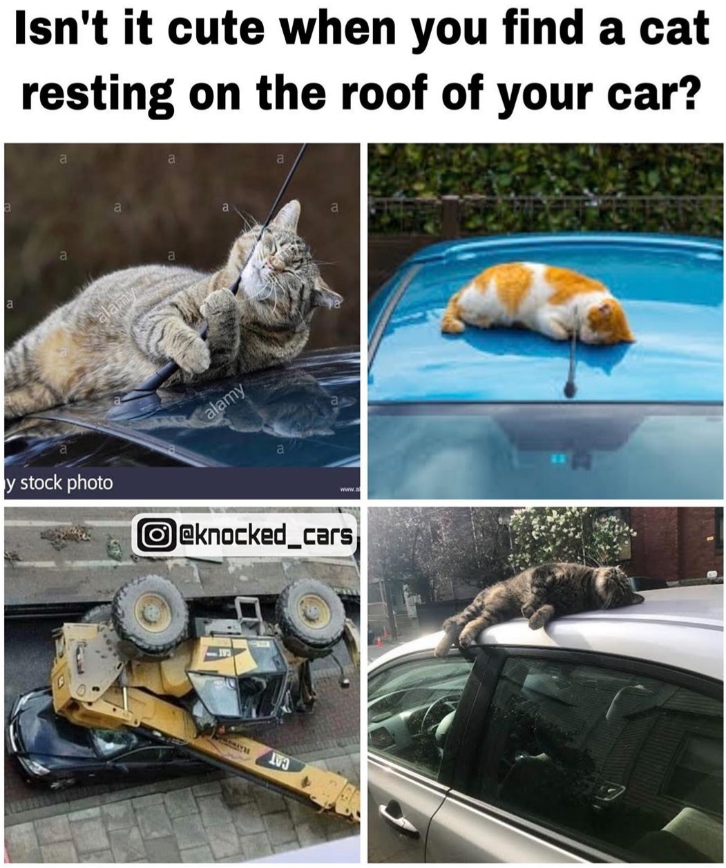 transpress nz cats on car roofs, one not so cute