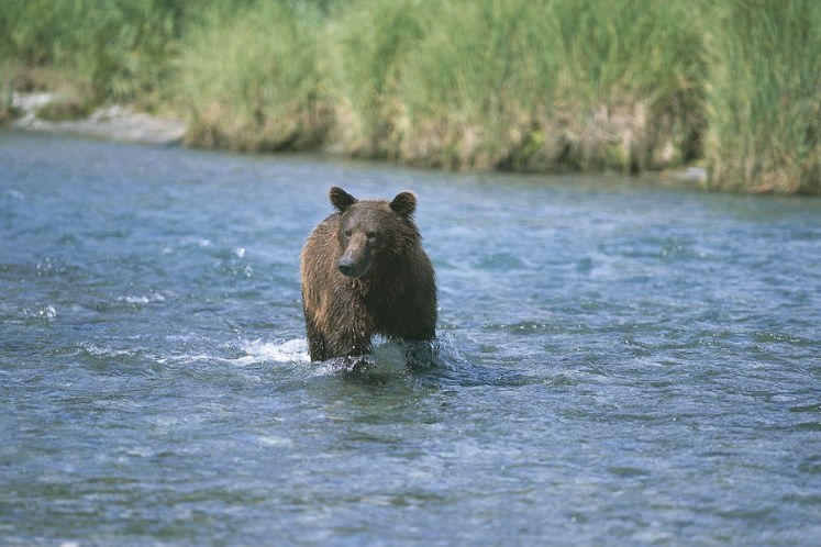Vijay Top 10 Places To See Animals In The Wild vijay-top-10-places-to-see-animals-in-the-wild
