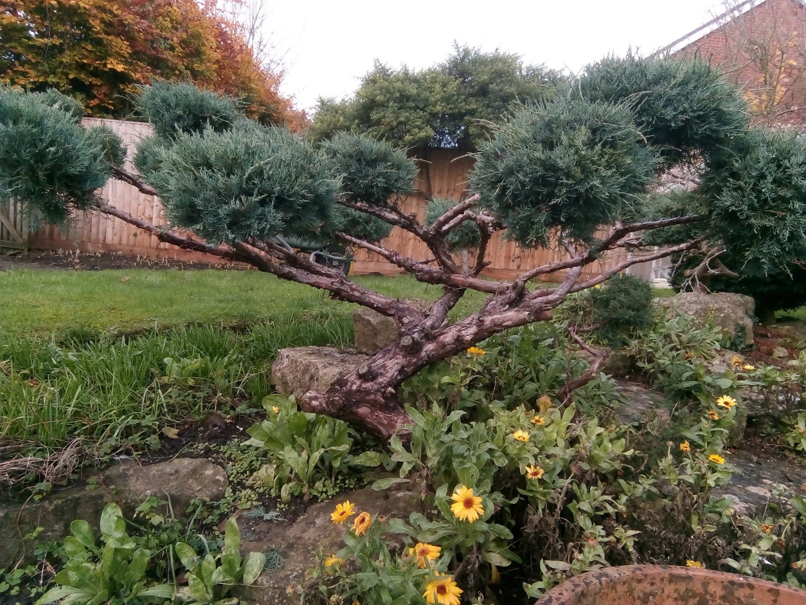Juniper Shrubs Pruning