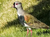 Birds of Patagonia: Southern lapwing in Bariloche Argentina