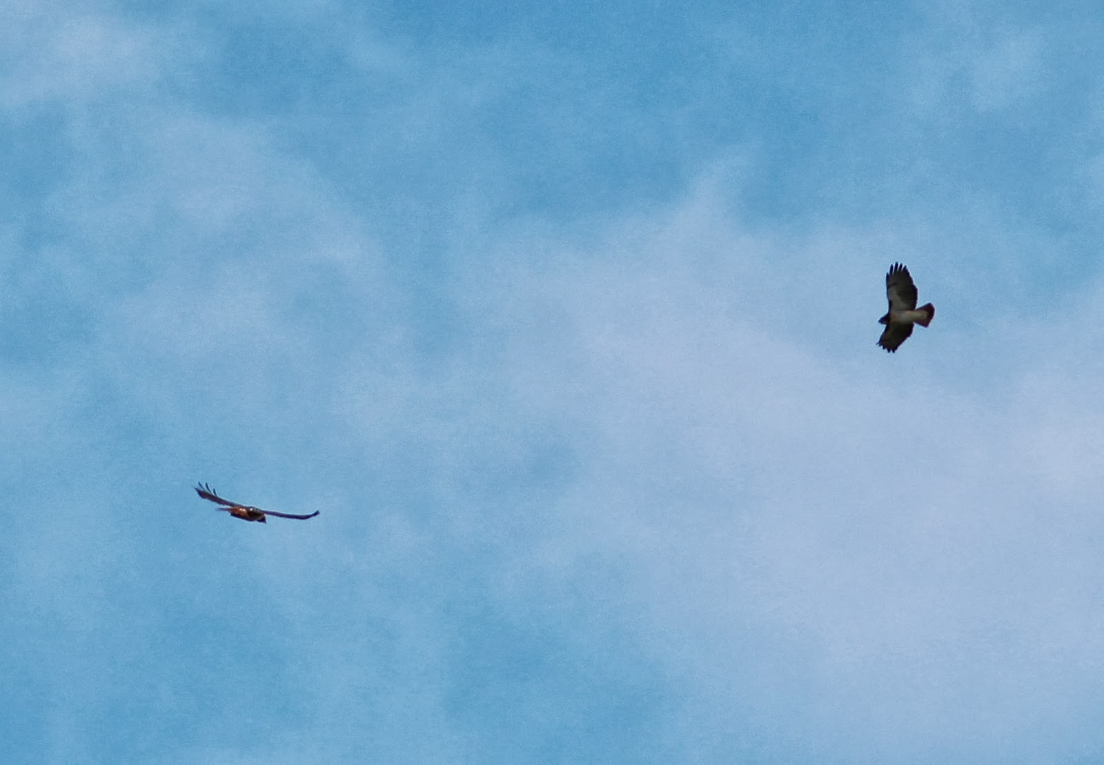 Out and About the Midwest Fighting Redtails Hawks Dogfight Over Area