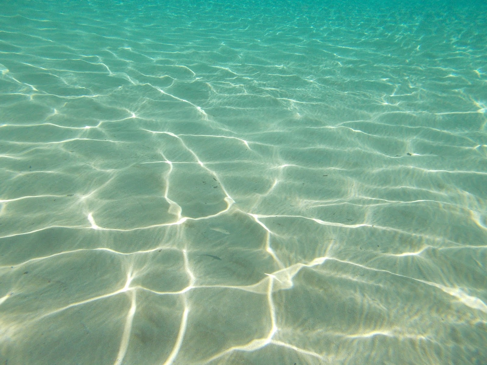 В прозрачной воде снуют. Морское дно. Дно моря. Прозрачная вода. Песчаное дно моря.