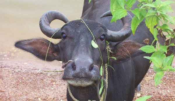 News, Kerala, State, Alappuzha, Crime, Animals, Local News, Complaint, Buffalo attacked in Thakazhi