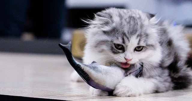 4 Makanan Yang Baik Untuk Kucing Hobinatang