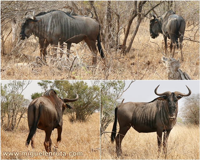 Ñus-Kruger-Sudáfrica