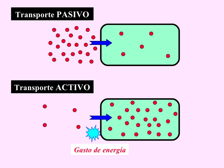 Biología Transporte de membrana celular.
