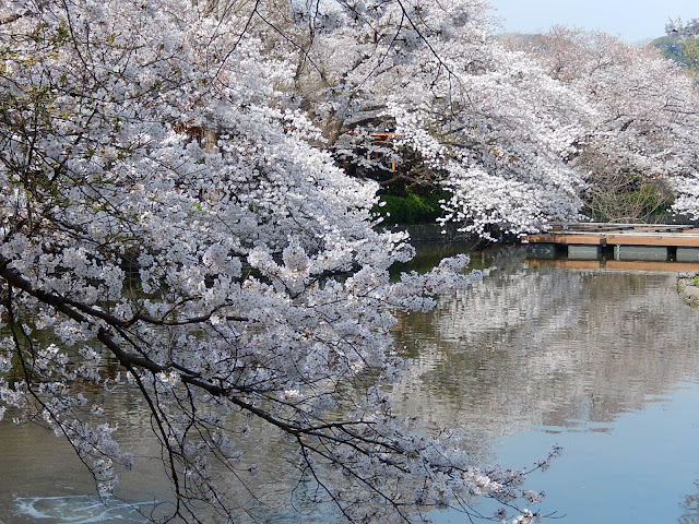 �߉������{�����r�̍�