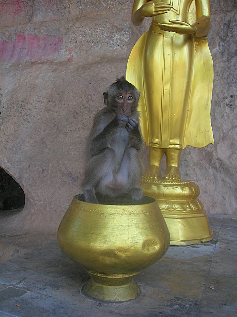 Обезьяны в Таиланде (Monkey in Thailand)