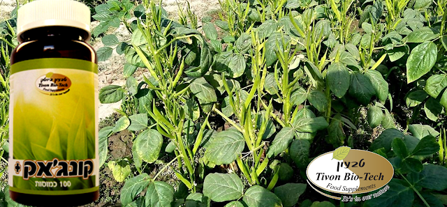 צמח דיאטטי טבעון ביוטק קונג'אק אתר ויטמין