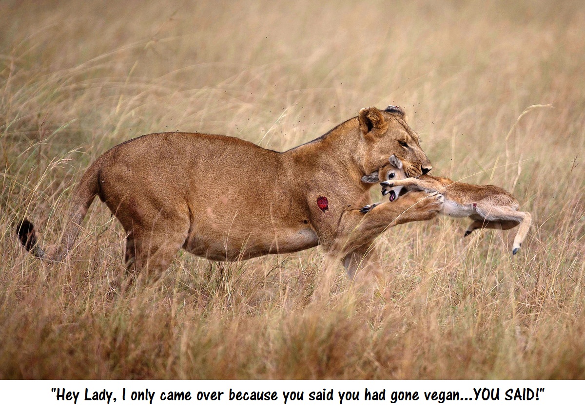 Самка гоняет самца. Львица Камуньяк. Львица и антилопа. Лев охотится. Львица охотится.