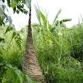 BORNEO SCULPTURES