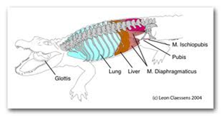 Science: Respiratory system