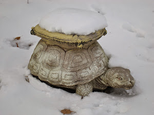 Turtle in the Snow