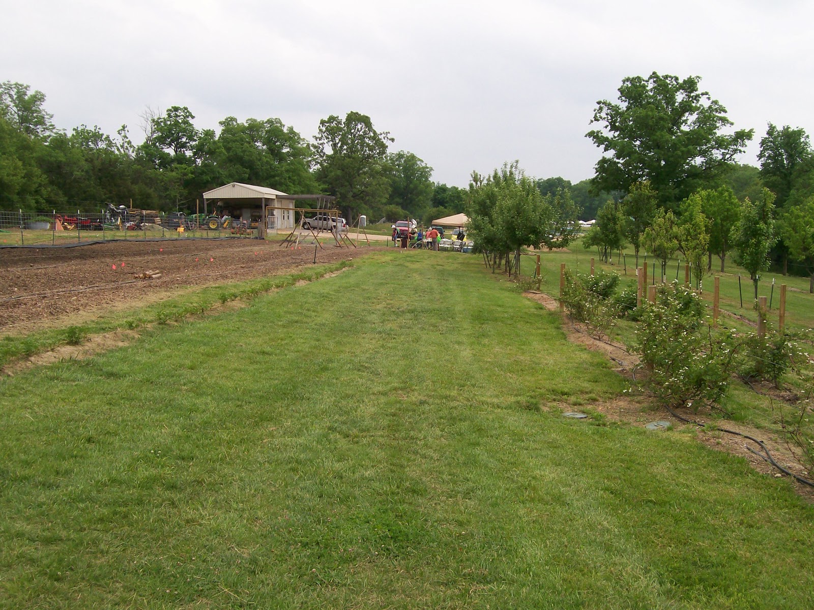 View of Vegetable Garden and fruit trees from far end of fenced area