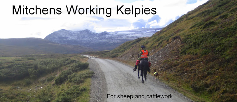 MITCHENS WORKING KELPIE.