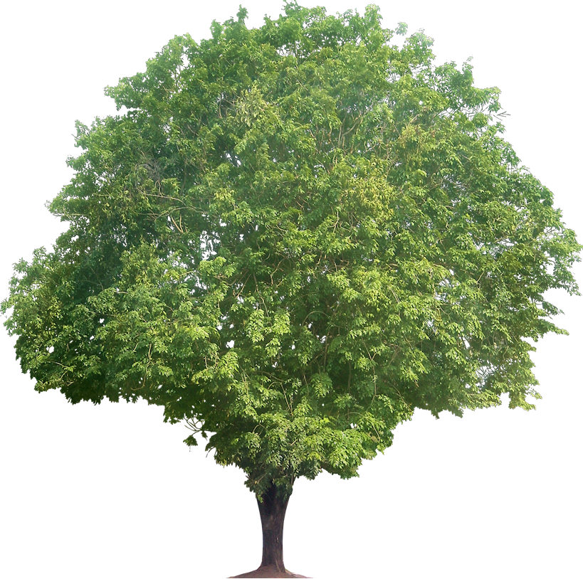 Pohon 1 Wallpaper Gratis Pohon 1 Wallpaper Gratis