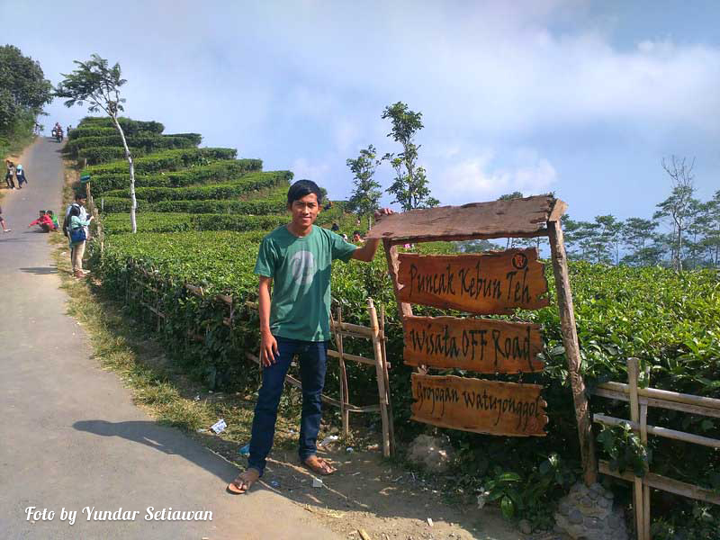 Obyek Wisata Alam Kebun Teh Nglinggo Samigaluh Kulon Progo