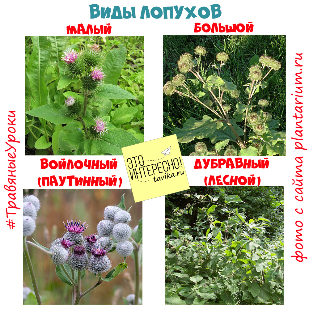 Тип распространения репейника название. Тип распространения репейника название. Форезия у растений. Плоды репейника и череды. Тип распространения репейника название.