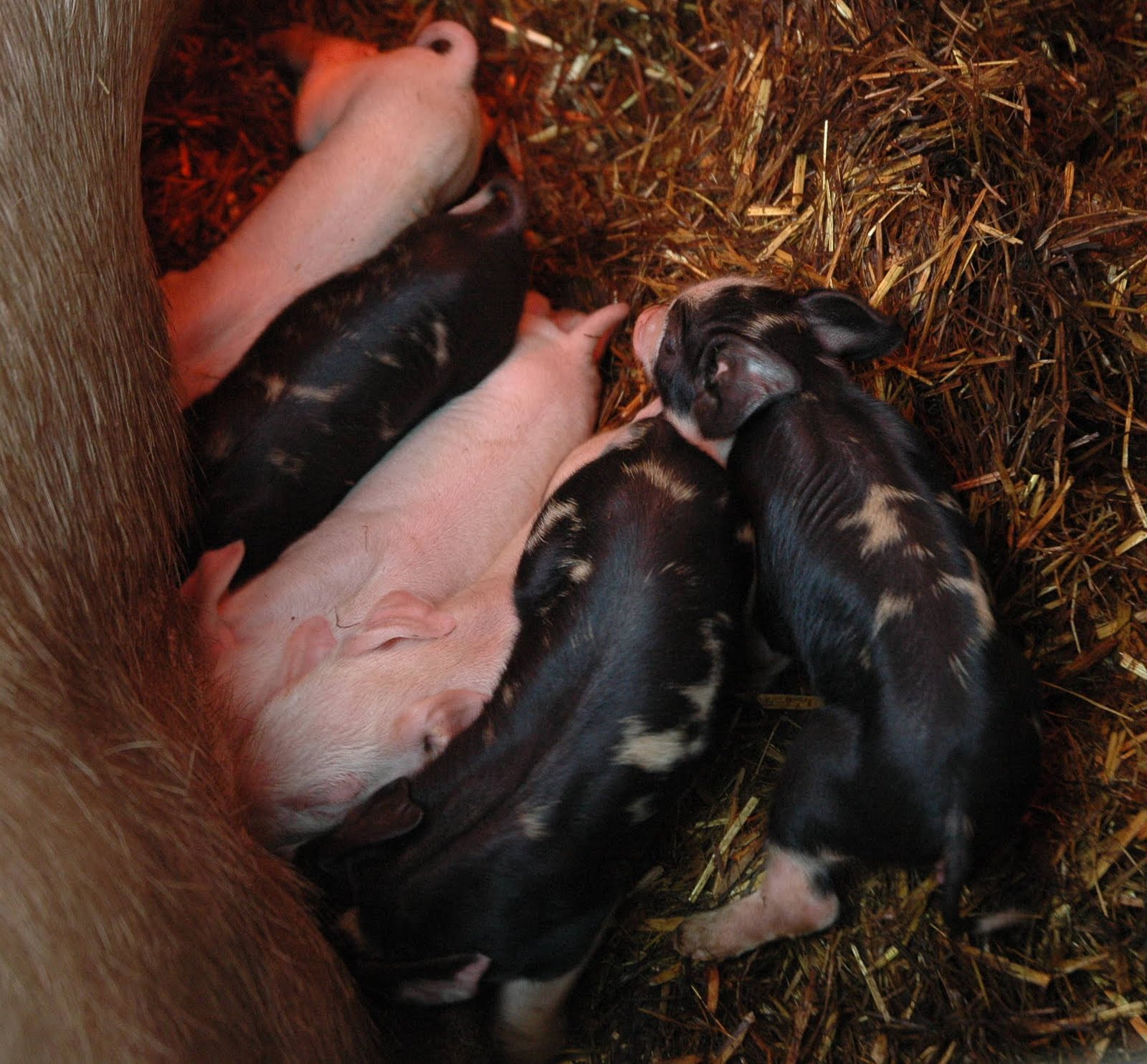 Luna Bleu Farm: Spring Babies