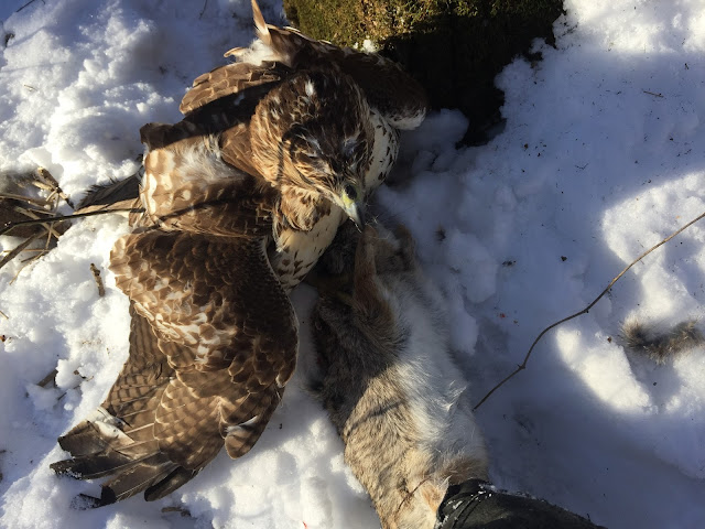 Phoenix Fire Falconry