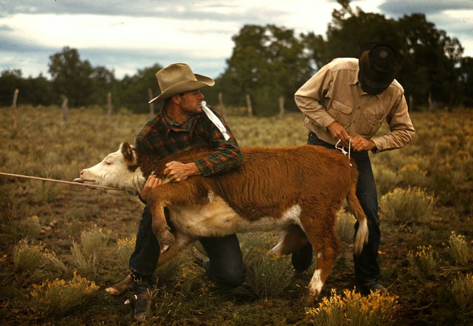 calf-roping.jpg