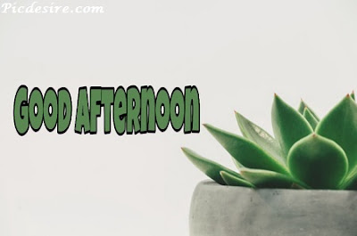 Best 50 Good Afternoon Images 2020 || Good Afternoon Images for Whatsapp Best 50 Good Afternoon Images 2020 || Good Afternoon Images for Whatsapp