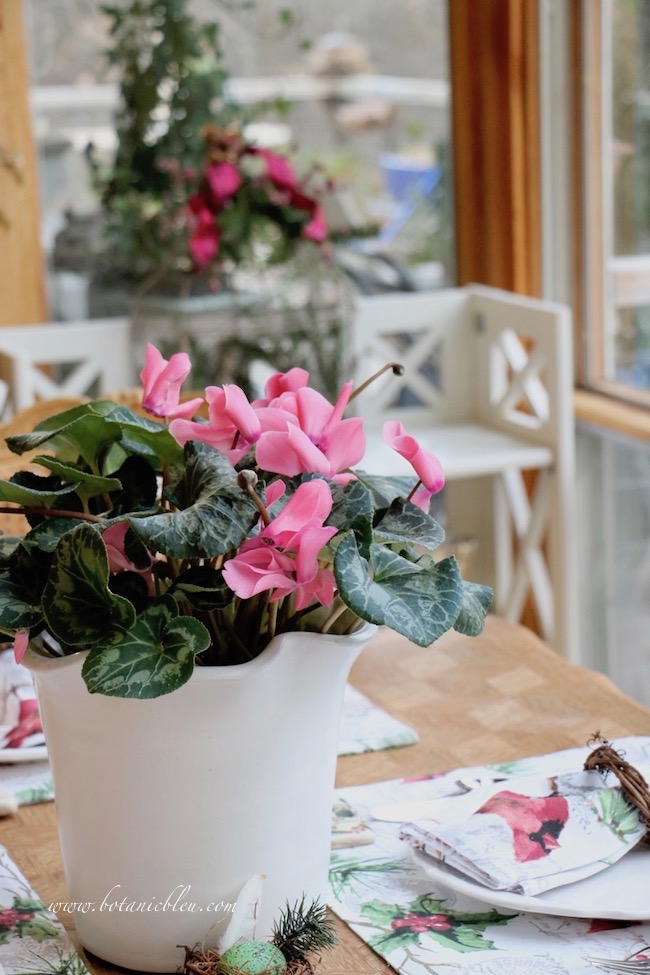 Cardinal Christmas Table Setting with a blooming cyclamen plant as a centerpiece