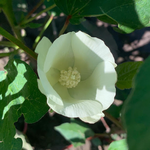 Upper Coast IPM Flowering Cotton