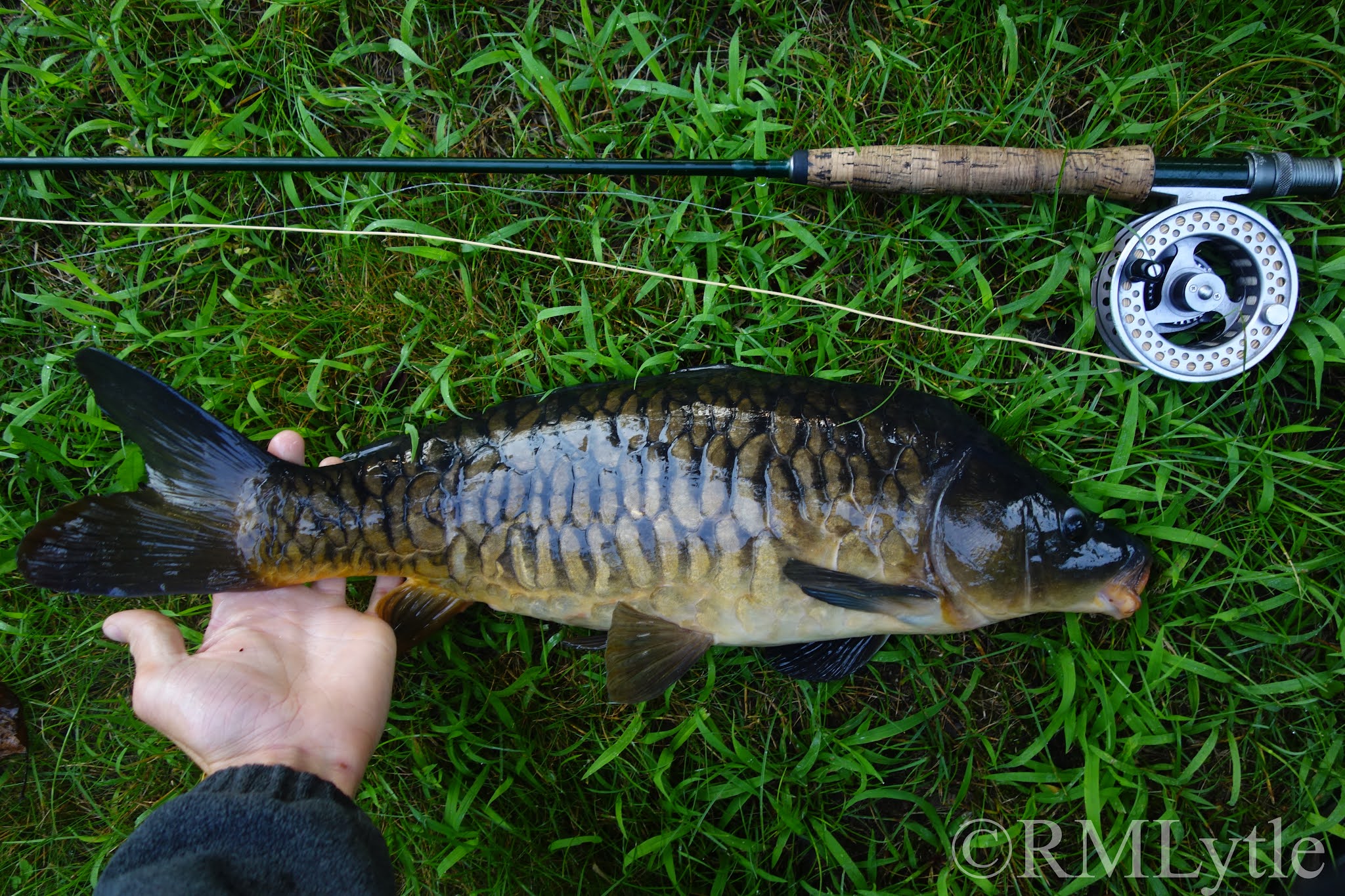 Connecticut Fly Angler Gorilla Dry Fly Fishing for Carp