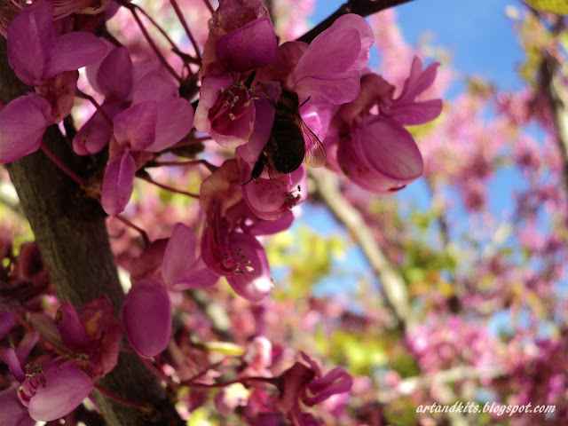 É por entre a expectativa e a possibilidade... que a vida acontece... e floresce!... / It is between the expectation and the possibility... that life happens... and flourishes!...