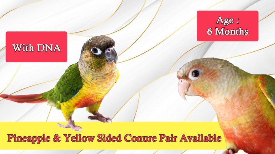 Pineapple & Yellow Sided Conure Pair Available With DNA