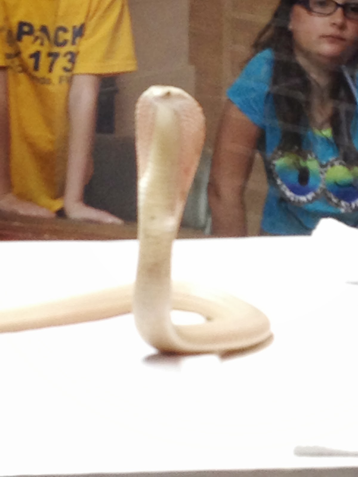 Fun Florida Mom! Reptile Discovery Center DeLand, Florida! FANTASTIC!