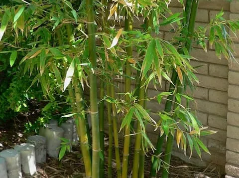 Dwarf bamboo