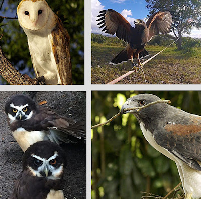 Parque dos Falcões: hospital, abrigo e escola das aves de rapina Fotos divulgação do Parque dos Falcões - Matéria Parque dos Falcões - BLOG LUGARES DE MEMÓRIA